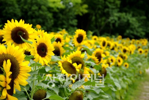 20090615175646_ae521000.jpg