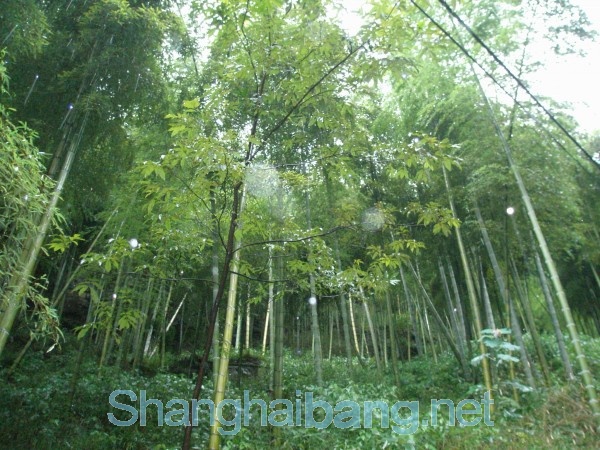 20090721103400_8139.jpg