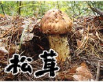 2009년 자연산생송이버섯전문업체