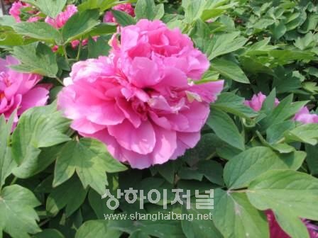 ▲크고 아름다운 모란꽃, 때아닌 10월에 모란꽃을 본다는 것은