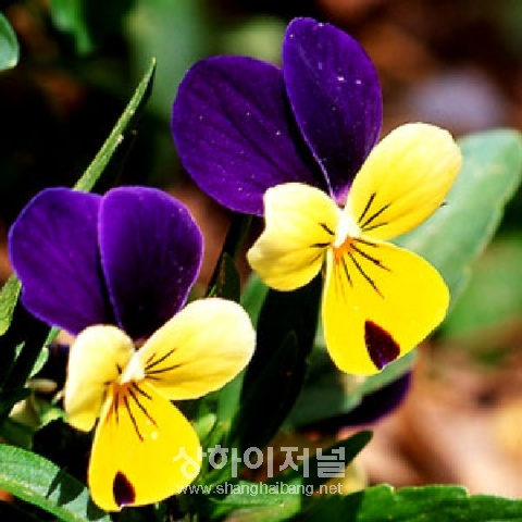 ▲ 삼색제비꽃
