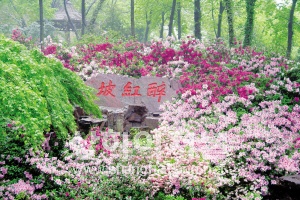 20100429204900_7052.jpg