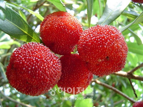 20100604201440_2596.jpg