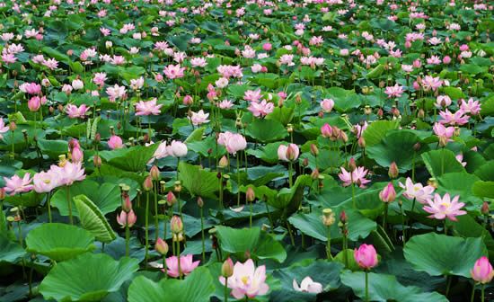 20110601185720_9026.jpg