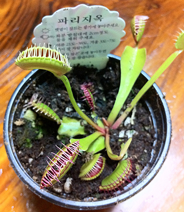 파리지옥