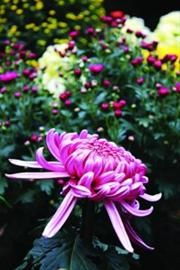 20111117175223_5300.jpg