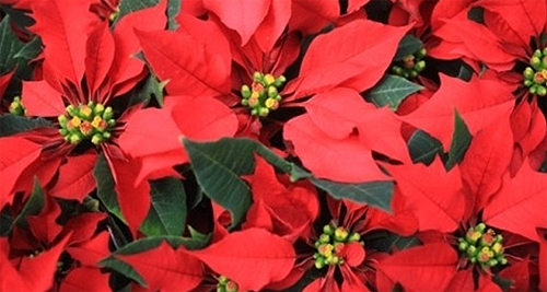 20131204114843_5613.jpg