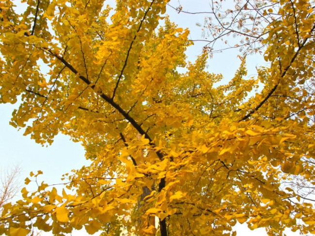 20151117160926_2917.jpg
