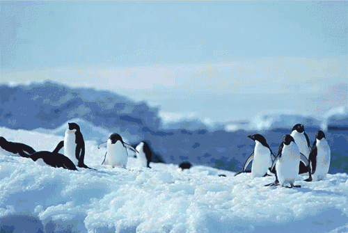 3-%E6%9E%81%E5%9C%B0%E6%B5%B7%E6%B4%8B%E5%85%AC%E5%9B%AD.jpg2.gif
