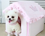 강아지 옷, 강아지 집, 강아지 하네스