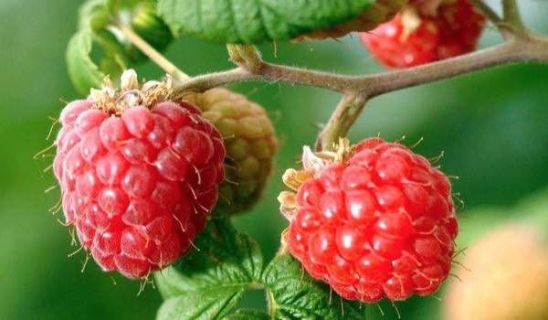 v.jpg