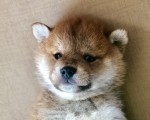 시바이누 새주인 찾습니다