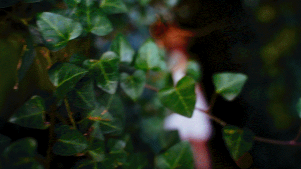 ROOF2.gif