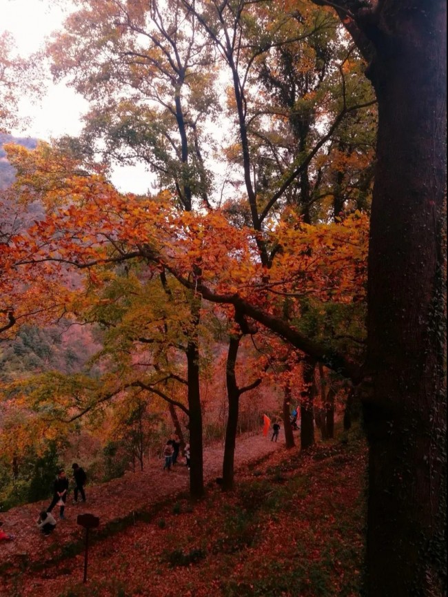 nanhuanggudao2.jpg