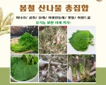 봄철 산나물 총집합특가 판매중...