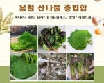 봄철 산나물 총집합특가 판매중...