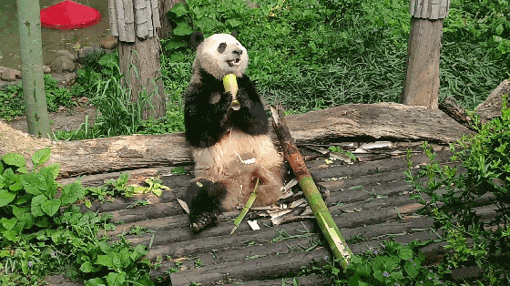 397.gif